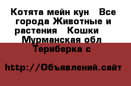 Котята мейн кун - Все города Животные и растения » Кошки   . Мурманская обл.,Териберка с.